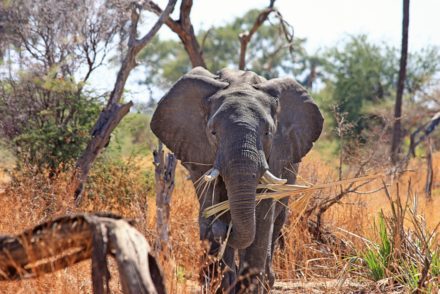 elephant animal proboscis safari 46507